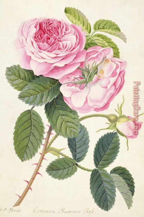 Georg Dionysius Ehret Common Provence Rose